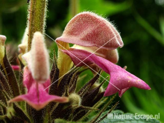 Brandkruid samia, detail bloem tW