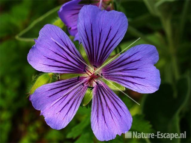 Geranium ibericum 'Ushguli Grey' tW