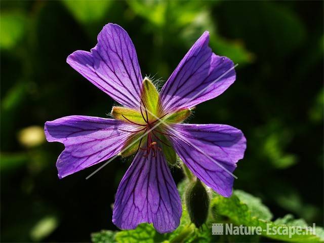 Geranium 'Philippe Vapelle' tW1 170507