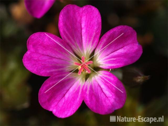 Geranium 'Tanya Randall' tW3