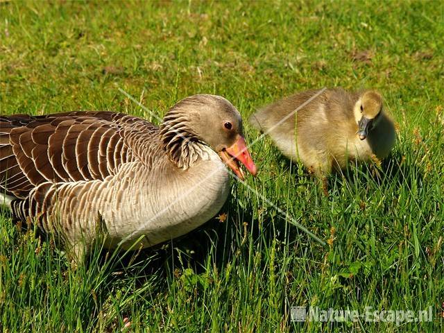 Grauwe gans met juveniel AWD25