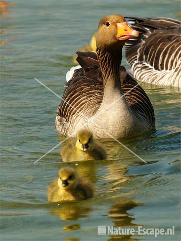 Grauwe gans met juvenilen Hijm NHD Castricum 11