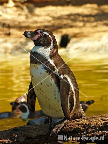 Humboldtpinguin, Avifauna 4