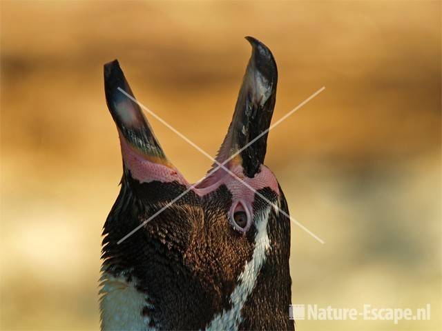 Humboldtpinguin, roepend Avifauna 11