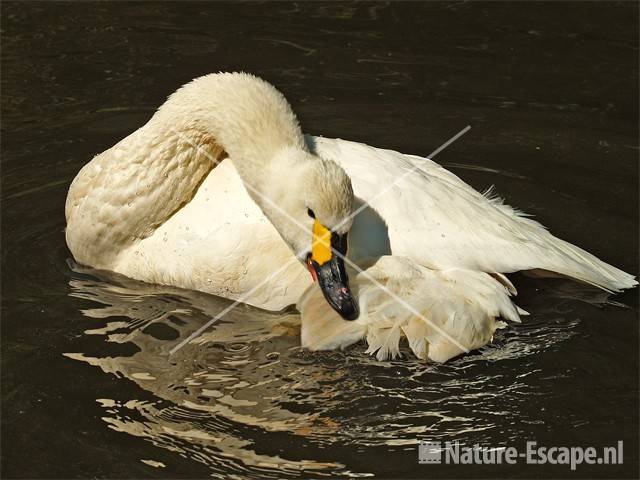 Kleine zwaan, badend Avifauna 13