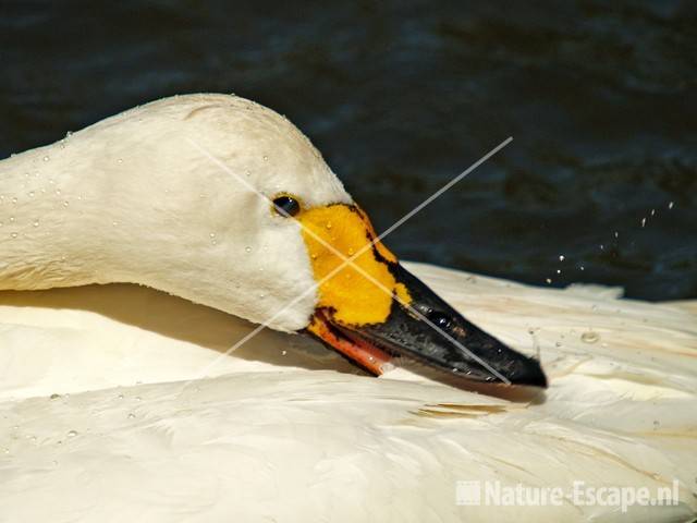 Kleine zwaan, badend Avifauna 4