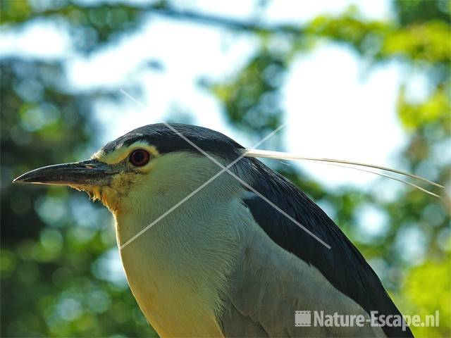 Kwak Avifauna 13