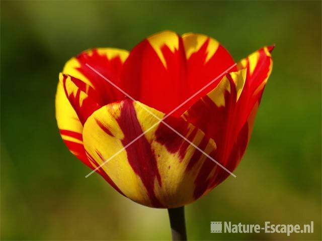 Tulp 'Helmar Triumph' tW