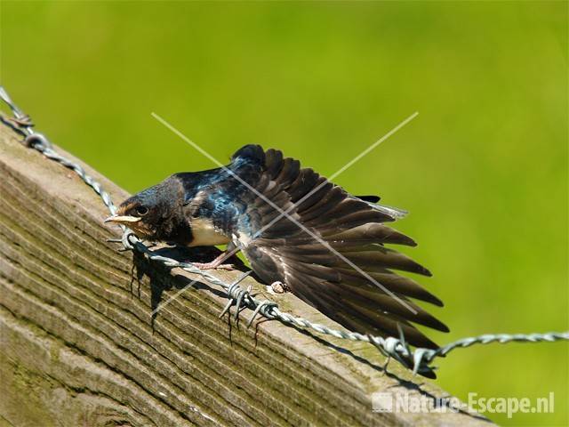 Boerenzwaluw, juveniel Spaarnwoude 1