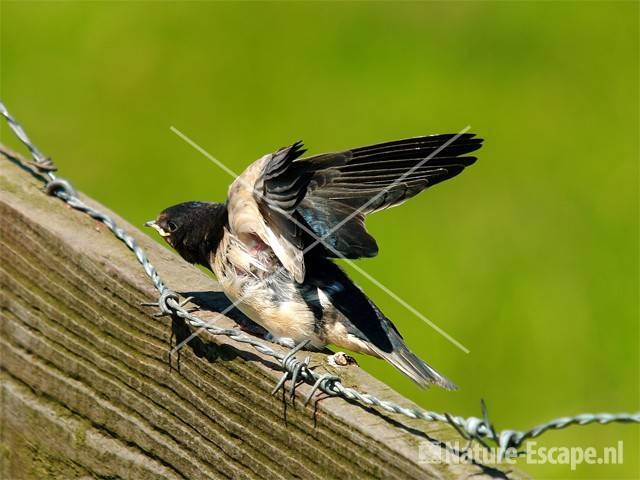 Boerenzwaluw, juveniel Spaarnwoude 2