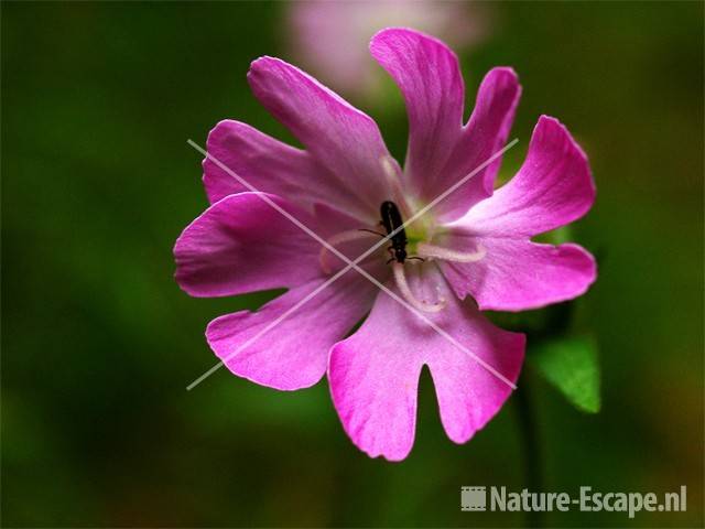 Dagkoekoeksbloem NHD Egmond 4