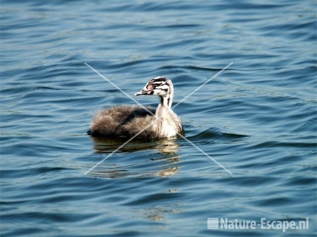 Fuut juveniel Vogelmeer NPZK2