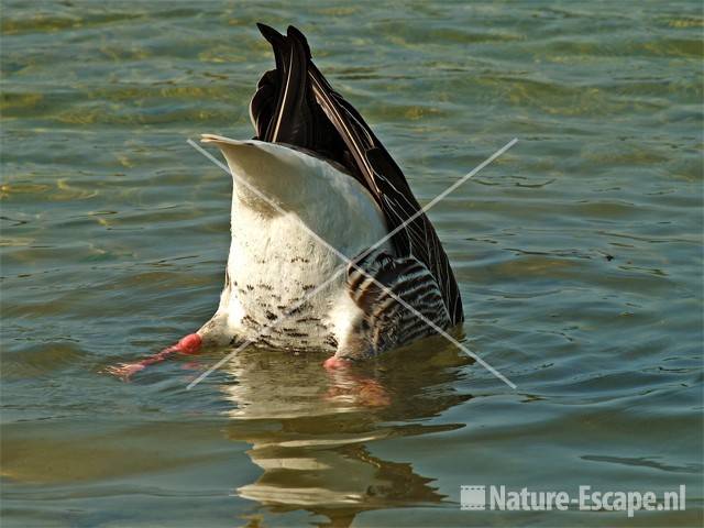 Grauwe gans, grondelend Hijm NHD Castricum 6