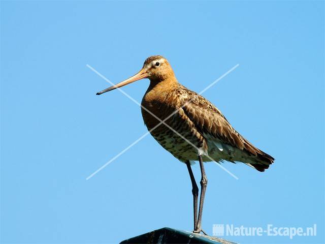 Grutto Castricummerpolder 9