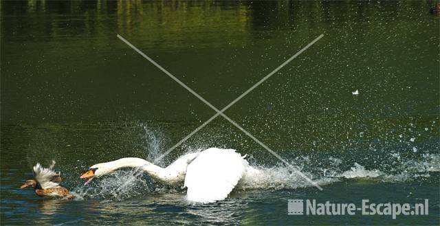 Knobbelzwaan, agressief tegen eend AWD