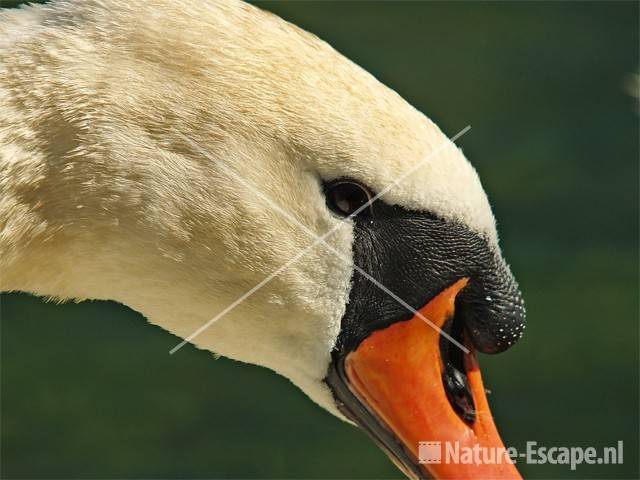 Knobbelzwaan, het oog van AWD1