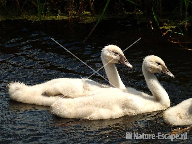 Knobbelzwaan, juvenielen Spaarnwoude 2