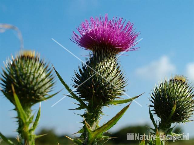 Speerdistel, detail bloem en knoppen Zwanenwater 6