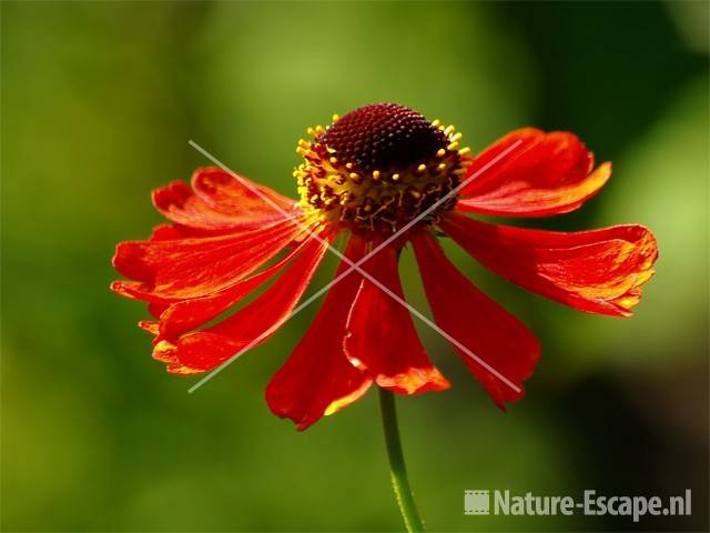 Zonnekruid, 'Moerheim Beauty'  tW3