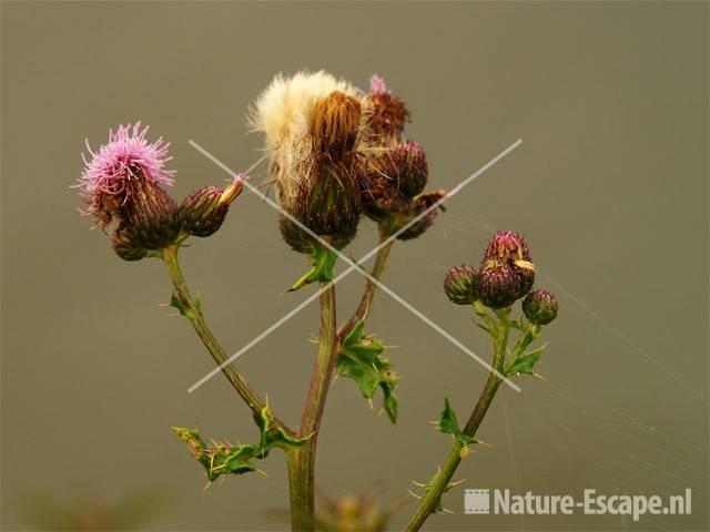 Akkerdistel Wijkermeerpolder 2