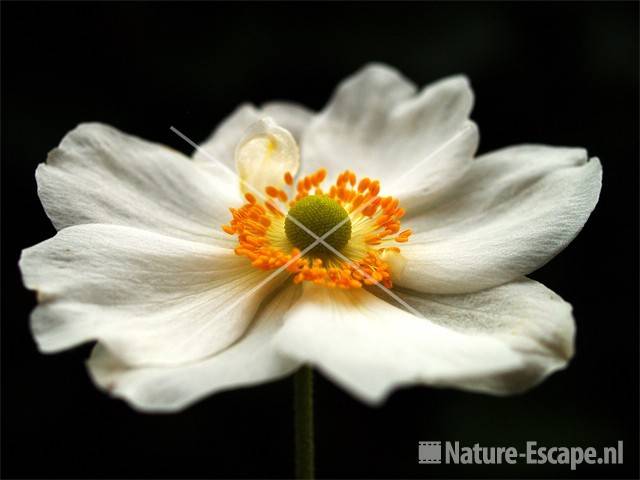 Anemone 'Honorine Jobert' tB6