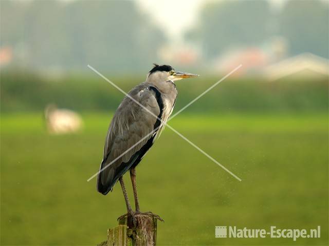 Blauwe reiger Jaagpad Oost-Graftdijk