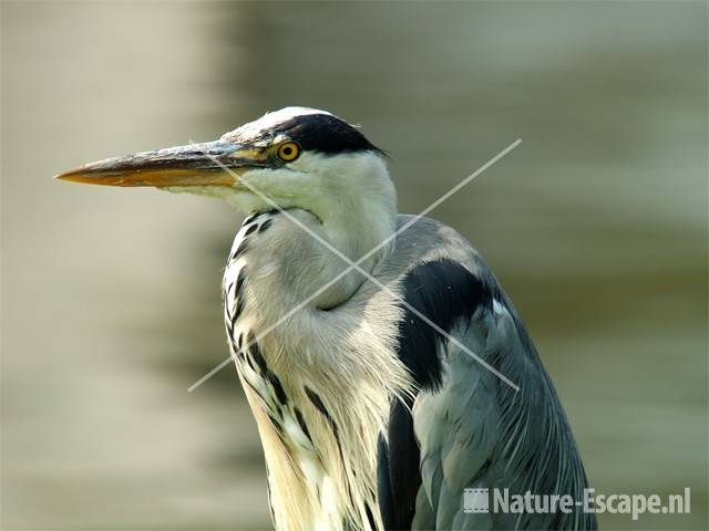 Blauwe reiger Wormer 1