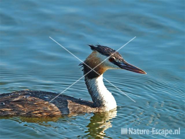 Fuut Vogelmeer NPZK1