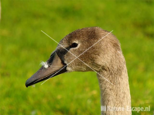 Knobbelzwaan, juveniel detail kop Krommenieër Woudpolder 4