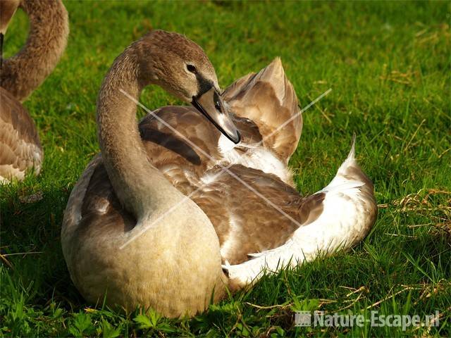 Knobbelzwaan, juveniel Krommenieër Woudpolder 3