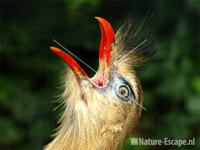 Kuifseriema, roepend Avifauna 1