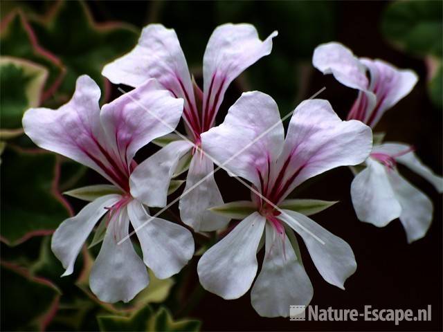 Pelargonium (geranium) Elegans tB3