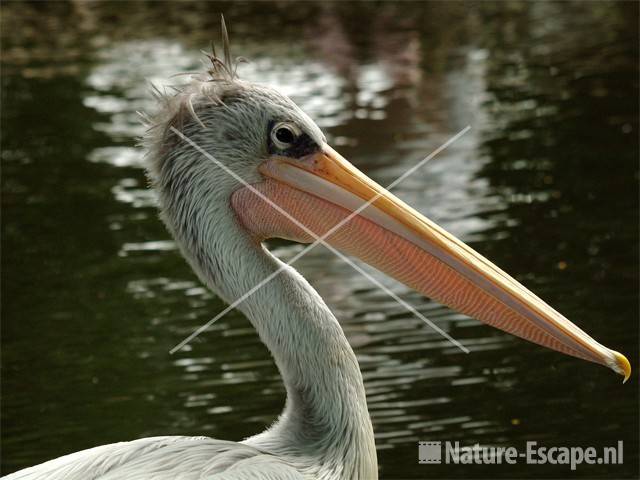 Roodrugpelikaan Avifauna 1