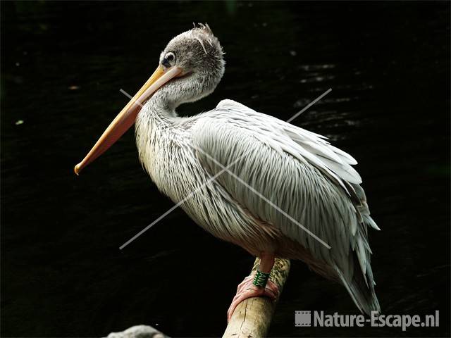 Roodrugpelikaan Avifauna 2