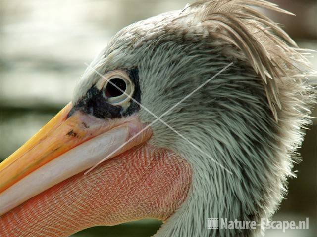 Roodrugpelikaan Avifauna 4