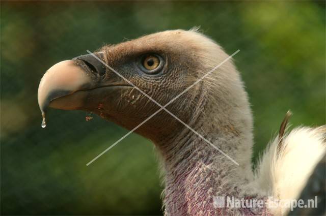 Rüppelgier, detail kop  Avifauna