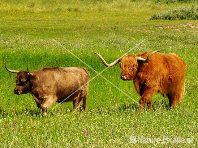 Schotse hooglanders NPZK4