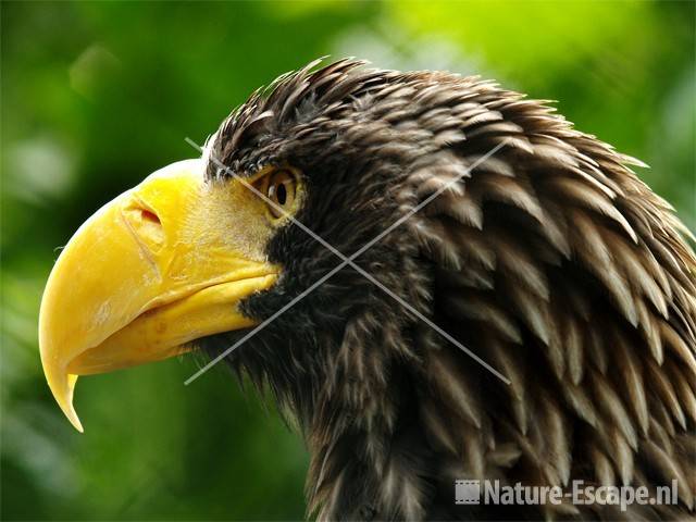 Stellers zeearend, detail kop Avifauna 1