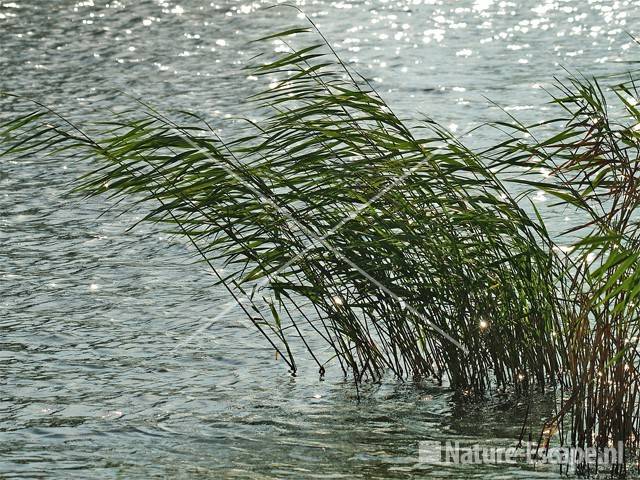 Wuivend riet Markervaart 1