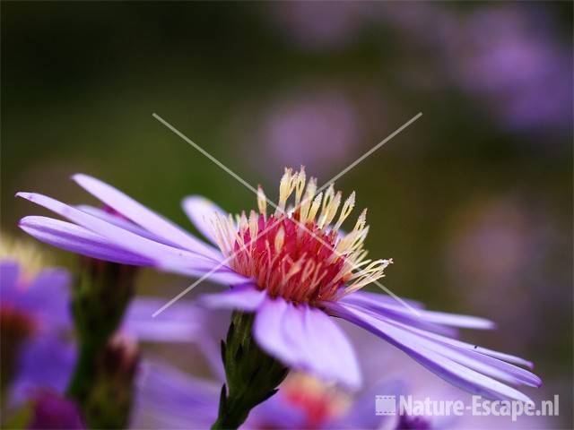 Aster ericoides 'Blue Star'  tW1