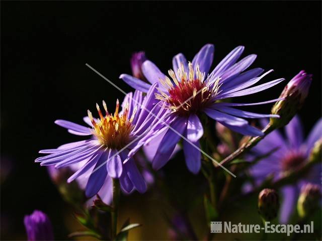 Aster ericoides 'Blue Star' tW2