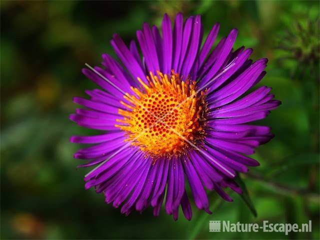 Aster 'Violetta' tW1