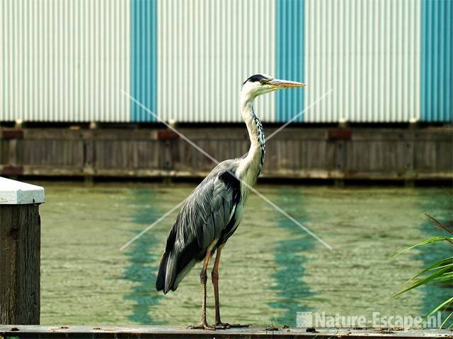 Blauwe reiger Wormer 3