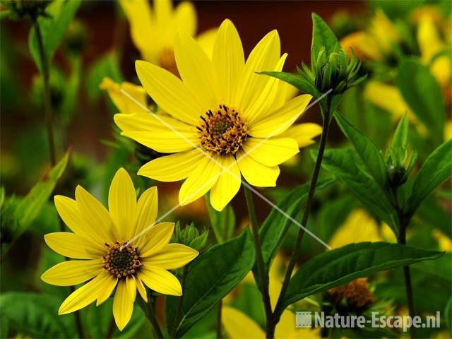 Helianthus 'Lemon Queen' tW9