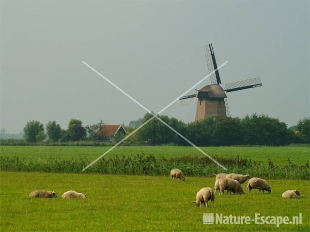 Molen en schapen in de Schermer 1