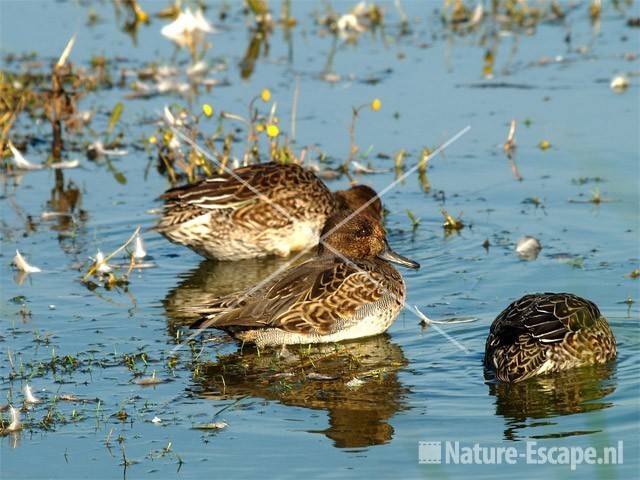 Wintertaling, vrouwtjes Landje van Gruijters Spaarndam 1