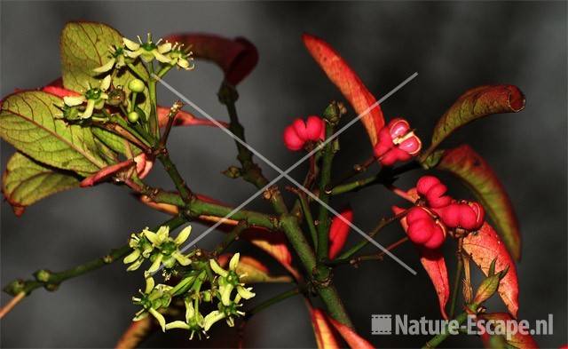 Kardinaalsmuts bloemen en vruchten NPZK MHD