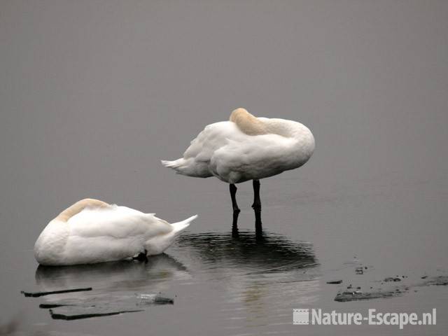 Knobbelzwanen op ijs en water Vogelmeer NPZK14