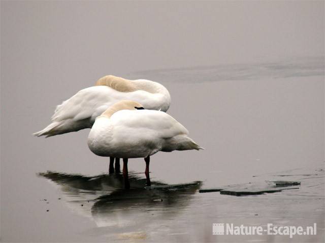 Knobbelzwanen op ijs en water Vogelmeer NPZK2