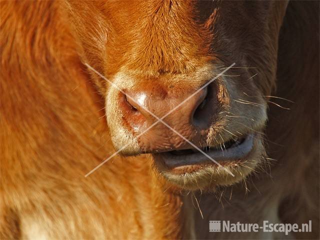 Koe, ras Limousin herkauwende bek Mariapeel 2